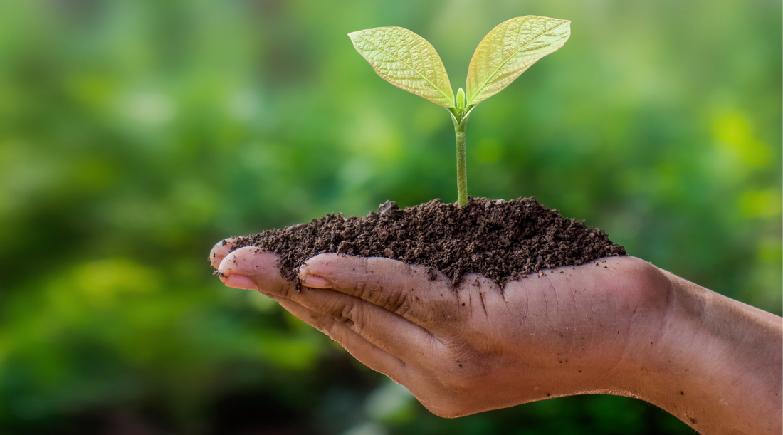 Cómo reducir los tóxicos en tu hogar y proteger el medio ambiente.